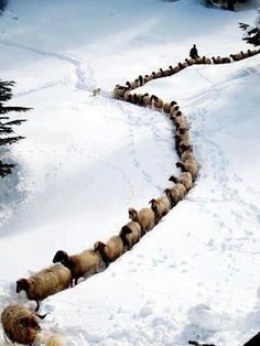 a herd of sheep walking across snow covered ground