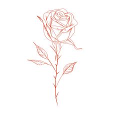 a drawing of a rose on a white background