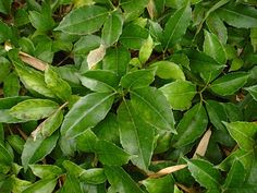 green leaves are growing on the ground