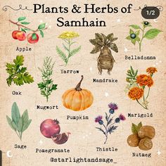 Samhain Correspondences, Herb Meanings, Samhain Altar, Pagan Nature, Drawing Books, Witch Garden, Anime Drawing Books