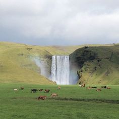 many animals are grazing in the grass near a waterfall