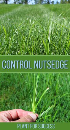 nutsedge in green grass Lawn Weeds Identification, Lawn Pavers, Garden Benches Ideas, Crabgrass Removal, Lawn Care Diy, Common Lawn Weeds, Front Yard Flower Bed, Hammock Ideas