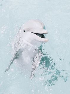 a dolphin swimming in the water with its mouth open