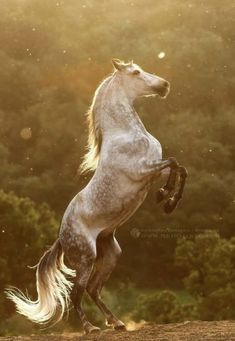 a white horse rears up on its hind legs in front of some trees and bushes