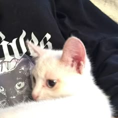 a small white cat laying on top of a person's lap next to a t - shirt