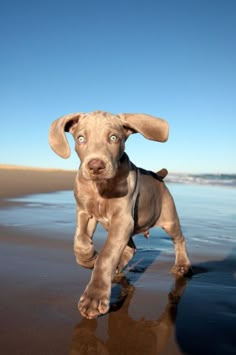 a brown dog running on top of a beach next to the ocean with its eyes wide open