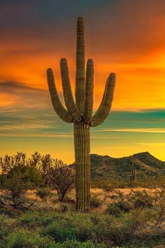 a large cactus standing in the middle of a field with mountains in the background at sunset