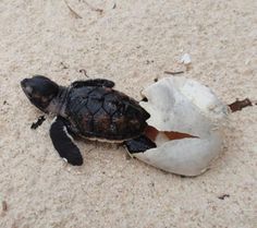 a small black and white crab on the sand with an egg in it's shell