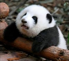 a black and white panda bear sitting on top of a tree branch with its eyes open