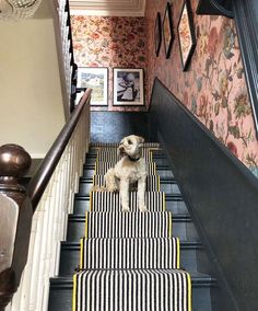 a small dog sitting on the stairs in a house with floral wallpaper and striped carpet