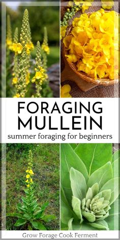 the cover of foraging mullen's summer foraging for beginners