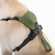 the dog is wearing a green harness on it's back and has his head tilted to the side