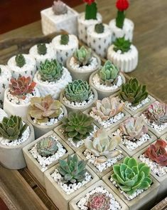 many small succulents are arranged in pots on a table