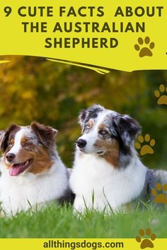 two australian shepherd dogs laying in the grass