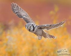 an owl flying through the air with its wings spread