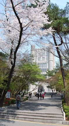 many people are walking down the street in front of some trees with white flowers on them