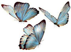 three blue butterflies flying in the sky