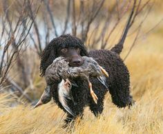 a black dog carrying a dead bird in it's mouth through some dry grass