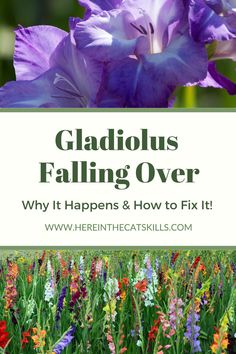 gladiolus falling over why it happens and how to fix it