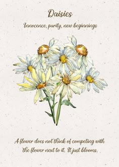 daisies on a white background with the words daisies