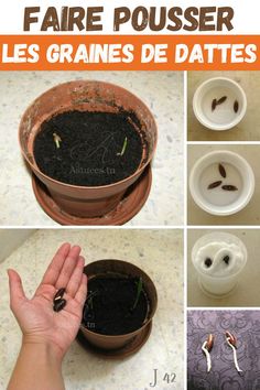 there are pictures of different things in the planter, including seedlings and seeds