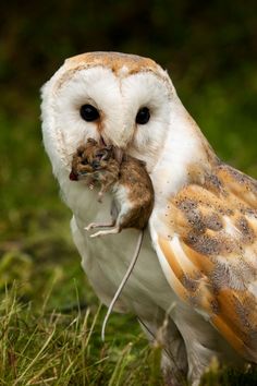 an owl holding a mouse in its beak