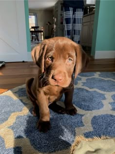 a brown puppy sitting on top of a blue rug