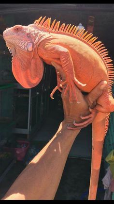 an iguana being held up by someone's hand