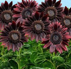 many purple flowers with green leaves in the foreground and blue sky in the background