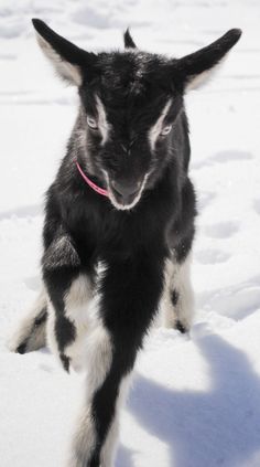 a black and white baby goat running in the snow