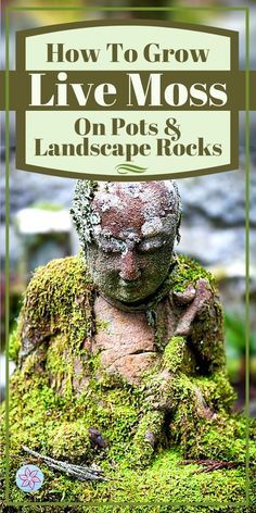 moss covered statue with the title how to grow live moss on pots and landscape rocks