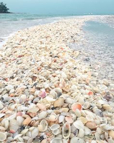 many seashells are on the beach near the water