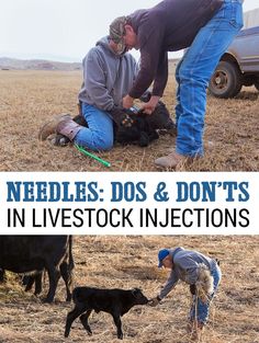 two men are tending to their livestock in the field, and one man is feeding them