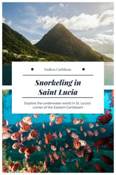 the cover of an article about snorkeling in saint lucia, with fish swimming around