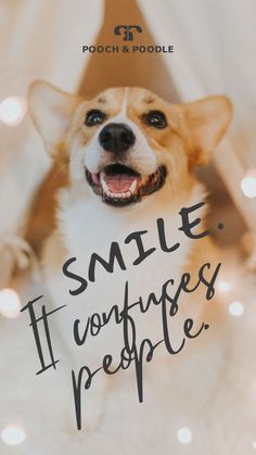 dog quotes smile because it confuses people