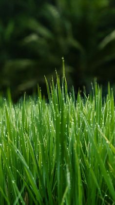 some green grass with water droplets on it