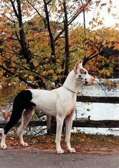 a white and black dog standing on the side of a road next to a tree