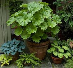 several potted plants in front of a door on a stone patio with green foliage