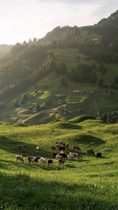 a herd of cattle grazing on a lush green hillside