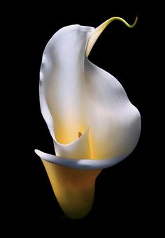 a large white flower on a black background