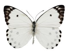 a white butterfly with black spots on its wings