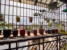 several potted plants are sitting in front of a window on the roof of a building