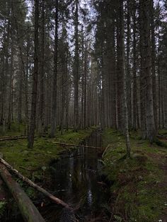 a small stream running through a forest filled with tall, thin trees and grass covered ground