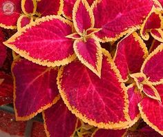 red and yellow flowers with green leaves on them