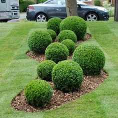 some very pretty green bushes in the middle of a yard with a car parked behind it