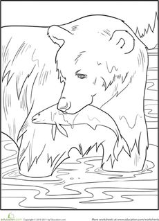 a bear and fish in the water coloring page