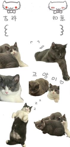 several different pictures of cats laying down together