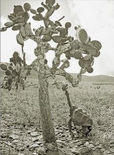 a large turtle standing next to a tree in the middle of a field with cacti growing on it