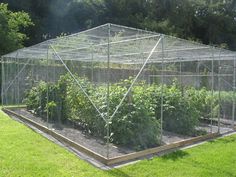 a large greenhouse with lots of plants growing in it