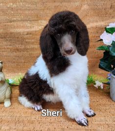 a brown and white dog sitting next to a potted plant